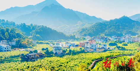 排名全國第13名！“梧州六堡茶”品牌價(jià)值實(shí)現(xiàn)新突破